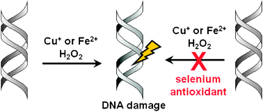 Graphical abstract: Preventing metal-mediated oxidative DNA damage with selenium compounds