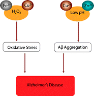 Graphical abstract: Role of metal dyshomeostasis in Alzheimer's disease