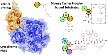 Graphical abstract: Carrier protein substrates in cytochrome P450-catalysed oxidation