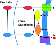 Graphical abstract: Characterization of Fe(iii) sequestration by an analog of the cytotoxic siderophore brasilibactin A: Implications for the iron transport mechanism in mycobacteria