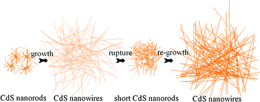 Graphical abstract: Novel regrowth mechanism of CdS nanowire in hydrothermal synthesis