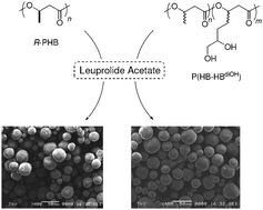Graphical abstract: Encapsulation and controlled release of l-leuprolide from poly(β-hydroxyalkanoate)s: impact of microstructure and chemical functionalities