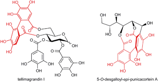 Graphical abstract: Synthesis of ellagitannin natural products