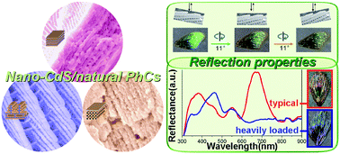 Graphical abstract: Controllable reflection properties of nanocomposite photonic crystals constructed by semiconductor nanocrystallites and natural periodic bio-matrices