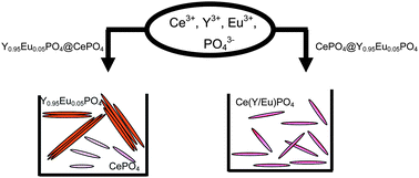 Graphical abstract: Nucleation sequence on the cation exchange process between Y0.95Eu0.05PO4 and CePO4 nanorods