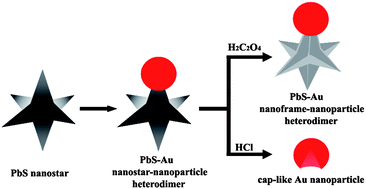 Graphical abstract: Controlled synthesis of PbS–Au nanostar–nanoparticle heterodimers and cap-like Au nanoparticles
