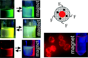 Graphical abstract: Highly fluorescent magnetic quantum dot probe with superior colloidal stability