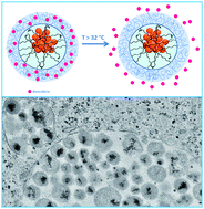 Graphical abstract: Magnetic nanobeads decorated by thermo-responsive PNIPAM shell as medical platforms for the efficient delivery of doxorubicin to tumour cells