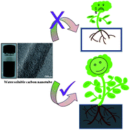 Graphical abstract: Growth stimulation of gram (Cicer arietinum) plant by water soluble carbon nanotubes
