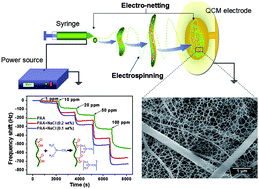 Graphical abstract: Electro-netting: Fabrication of two-dimensional nano-nets for highly sensitive trimethylamine sensing