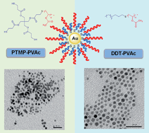 Graphical abstract: Facile preparation of size-controlled gold nanoparticles using versatile and end-functionalized thioether polymer ligands