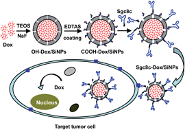 Graphical abstract: One-pot synthesis of sustained-released doxorubicin silica nanoparticles for aptamer targeted delivery to tumor cells