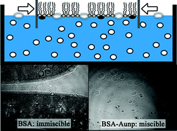 Graphical abstract: Emergent membrane-affecting properties of BSA–gold nanoparticle constructs