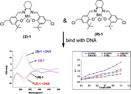 Graphical abstract: Influence of chirality using Mn(iii) salen complexes on DNA binding and antioxidant activity