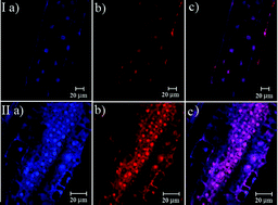Graphical abstract: Two-photon fluorescence imaging of DNA in living plant turbid tissue with carbazole dicationic salt