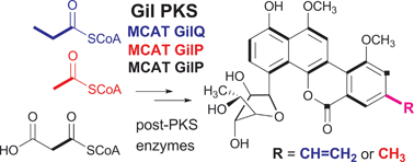 Graphical abstract: Delineating the earliest steps of gilvocarcin biosynthesis: role of GilP and GilQ in starter unit specificity