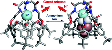 Graphical abstract: An allosteric heteroditopic receptor for neutral guests and contact ion pairs with a remarkable selectivity for ammonium fluoride salts
