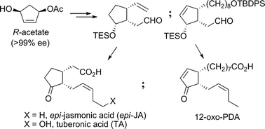 Graphical abstract: Stereoselective synthesis of epi-jasmonic acid, tuberonic acid, and 12-oxo-PDA