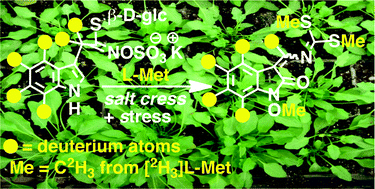 Graphical abstract: Unveiling the phytoalexin biosynthetic puzzle in salt cress: unprecedented incorporation of glucobrassicin into wasalexins A and B