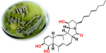 Graphical abstract: Heronamides A–C, new polyketide macrolactams from an Australian marine-derived Streptomyces sp. A biosynthetic case for synchronized tandem electrocyclization