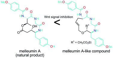 Graphical abstract: Total synthesis and evaluation of Wnt signal inhibition of melleumin A and B, and their derivatives