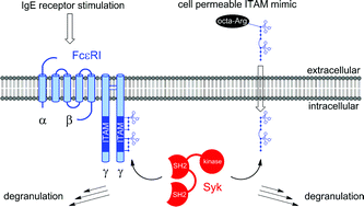 Graphical abstract: Cell permeable ITAM constructs for the modulation of mediator release in mast cells