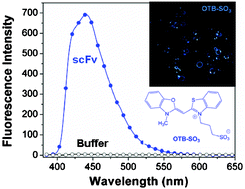 Graphical abstract: Blue fluorescent dye-protein complexes based on fluorogenic cyanine dyes and single chain antibody fragments