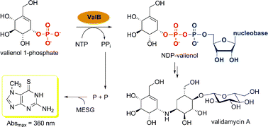Graphical abstract: Nucleotidylation of unsaturated carbasugar in validamycin biosynthesis