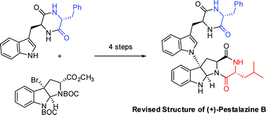 Graphical abstract: Concise total synthesis and structural revision of (+)-pestalazine B