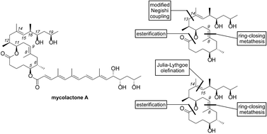 Graphical abstract: Synthetic studies on the mycolactone core