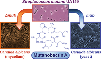 Graphical abstract: Mutanobactin A from the human oral pathogen Streptococcus mutans is a cross-kingdom regulator of the yeast-mycelium transition