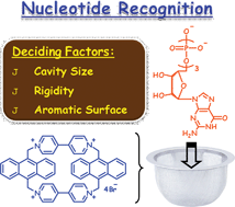 Graphical abstract: Study of cavity size and nature of bridging units on recognition of nucleotides by cyclophanes