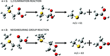 Graphical abstract: Structure and unimolecular chemistry of protonated sulfur betaines, (CH3)2S+(CH2)nCO2H (n = 1 and 2)