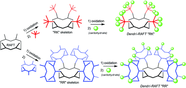 Graphical abstract: Dendri-RAFTs: a second generation of cyclopeptide-based glycoclusters