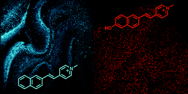 Graphical abstract: Fluorescent neuroactive probes based on stilbazolium dyes