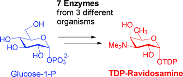 Graphical abstract: Characterization of the TDP-d-ravidosamine biosynthetic pathway: one-pot enzymatic synthesis of TDP-d-ravidosamine from thymidine-5-phosphate and glucose-1-phosphate