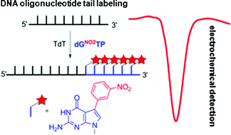 Graphical abstract: Tail-labelling of DNA probes using modified deoxynucleotide triphosphates and terminal deoxynucleotidyl tranferase. Application in electrochemical DNA hybridization and protein-DNA binding assays