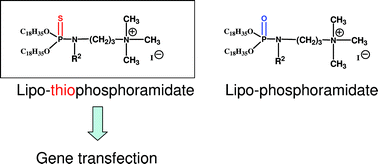 Graphical abstract: Cationic lipo-thiophosphoramidates for gene delivery: synthesis, physico-chemical characterization and gene transfection activity – comparison with lipo-phosphoramidates