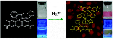 Graphical abstract: Rhodamine-based highly sensitive colorimetric off-on fluorescent chemosensor for Hg2+ in aqueous solution and for live cell imaging