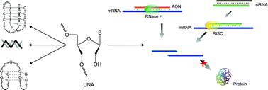 Graphical abstract: Unlocked nucleic acid – an RNA modification with broad potential