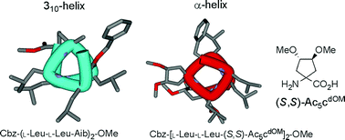 Graphical abstract: Conformational studies on peptides containing α,α-disubstituted α-amino acids: chiral cyclic α,α-disubstituted α-amino acid as an α-helical inducer