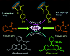 Graphical abstract: Mechanistic investigations on the efficient catalytic decomposition of peroxynitrite by ebselen analogues