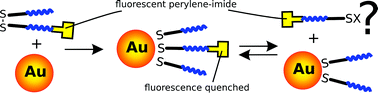 Graphical abstract: Probing the interactions between disulfide-based ligands and gold nanoparticles using a functionalised fluorescent perylene-monoimide dye