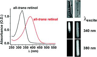 Graphical abstract: Rapid formation of all-trans retinol after bleaching in frog and mouse rod photoreceptor outer segments