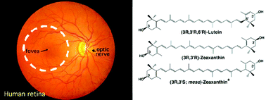 Graphical abstract: Human ocular carotenoid-binding proteins