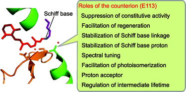 Graphical abstract: Multiple functions of Schiff base counterion in rhodopsins
