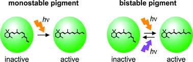 Graphical abstract: Diversity and functional properties of bistable pigments