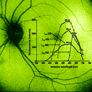 Graphical abstract: Fundus autofluorescence and the bisretinoids of retina