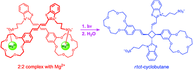 Graphical abstract: Regio- and stereospecific [2+2] photocyclodimerization of a crown-containing butadienyl dyevia cation-induced self-assembly in solution