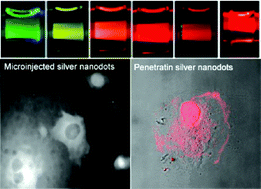 Graphical abstract: Tailoring silver nanodots for intracellular staining
